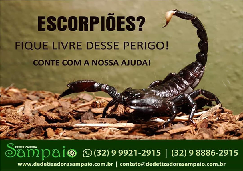 Dedetização de Aranha e Escorpião 